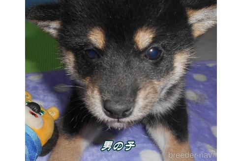 販売中の鹿児島県の柴犬-218434